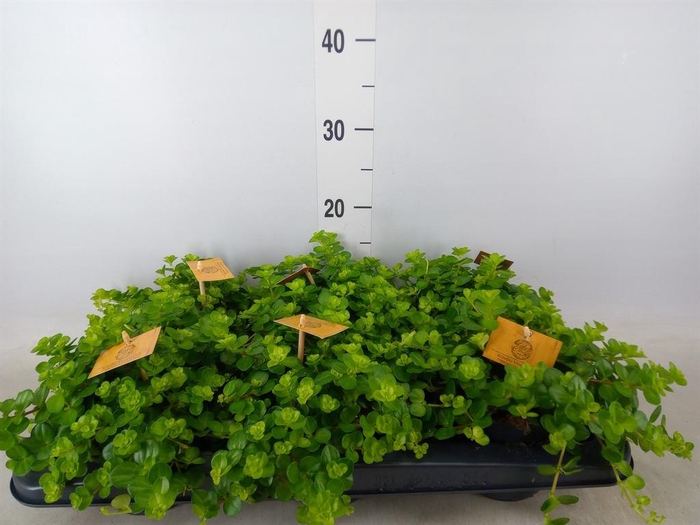 <h4>Peperomia rotundifolia</h4>