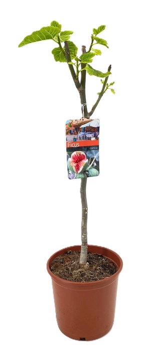 <h4>Ficus carica</h4>