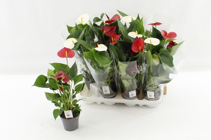 <h4>ANTHU AN GEM 4 KL</h4>