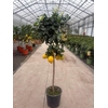 Citrus Limon stam
