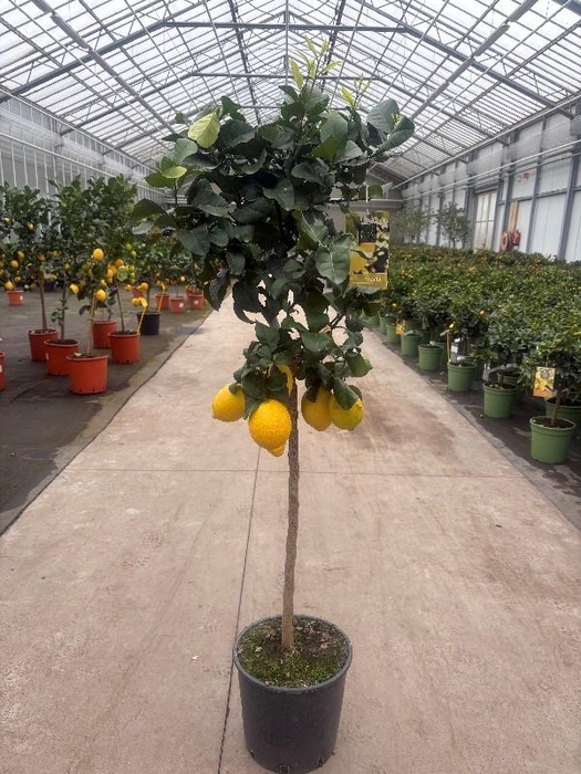 <h4>Citrus Limon stam</h4>