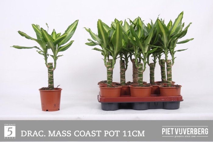 <h4>DRA FRAG MASS COAST</h4>