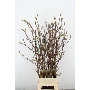 MAGNOLIA LENNEI ALBA PER STEM 140CM