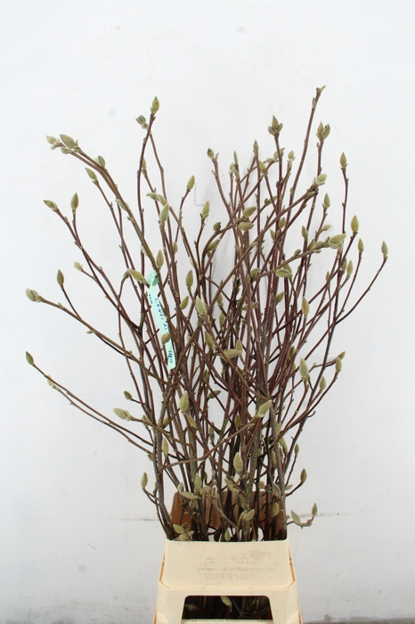 <h4>MAGNOLIA LENNEI ALBA PER STEM 140CM</h4>