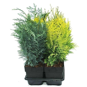 Conifer mix upright P17