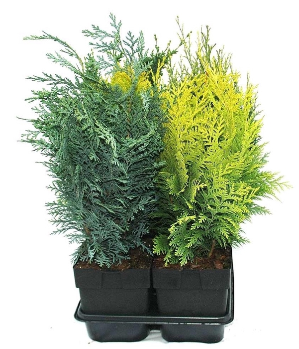 <h4>Conifer mix upright P17</h4>