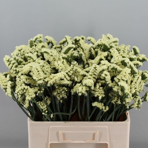 Limonium sinuatum Yellow Sun Birds