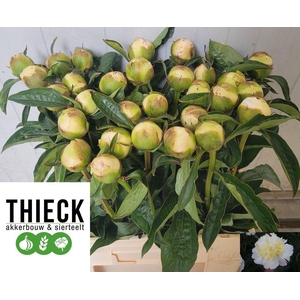 Paeonia honey gold