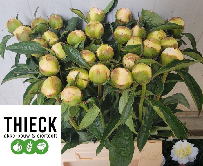 <h4>Paeonia honey gold</h4>