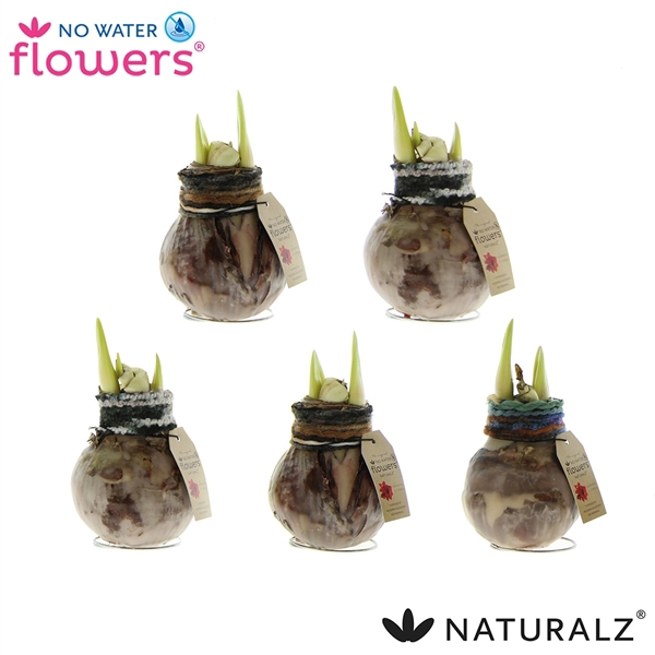 <h4>No Water Flowers Naturalz Deco Mix</h4>