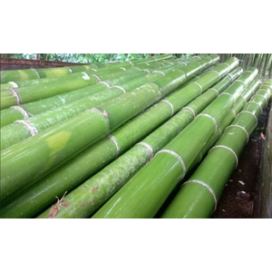 BAMBOE PAAL 200CM