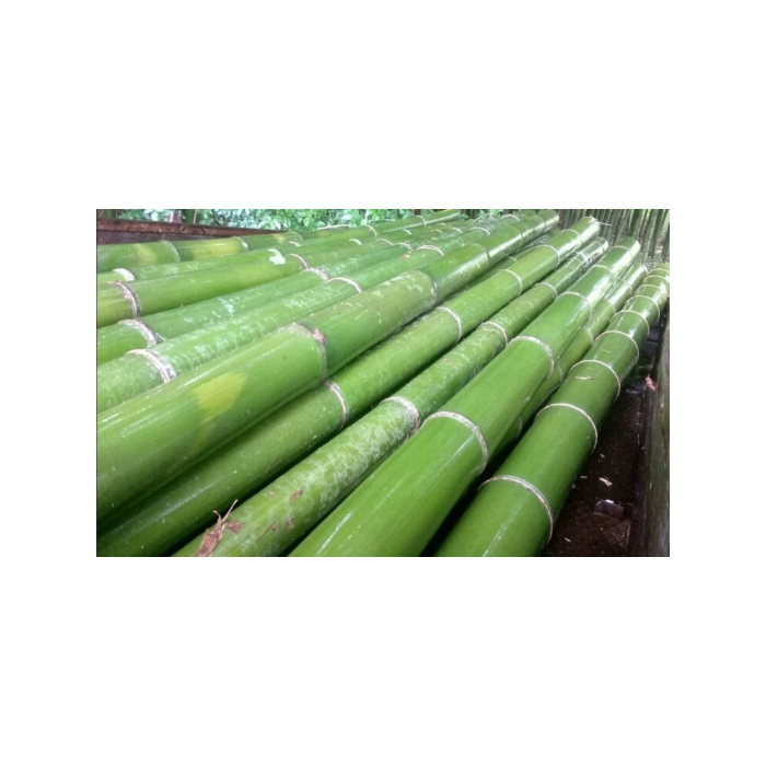 <h4>BAMBOE PAAL 200CM</h4>