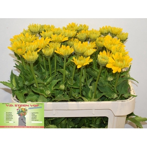 HELIOP YELLOW SPIDER