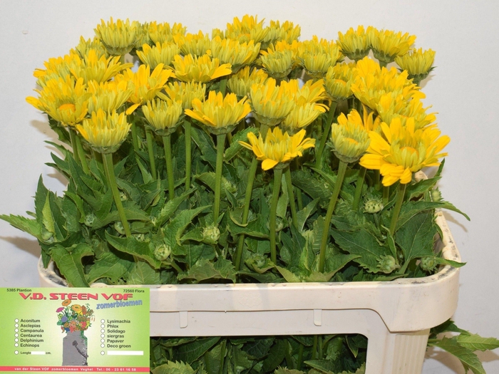 <h4>HELIOP YELLOW SPIDER</h4>