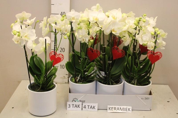 <h4>ARR PHAL MT</h4>