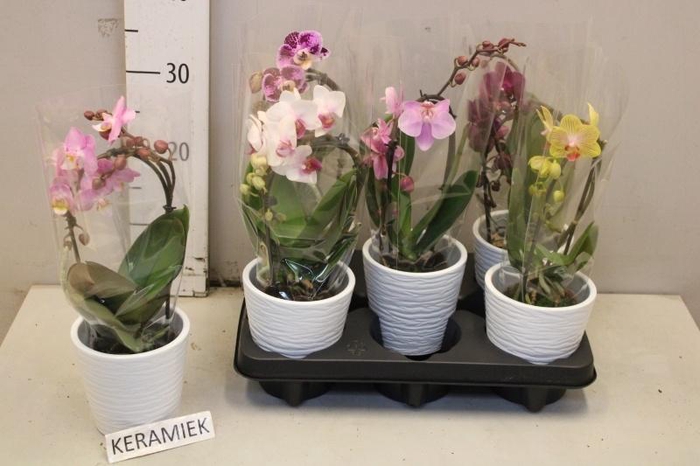 <h4>ARR PHAL 1 TAK</h4>