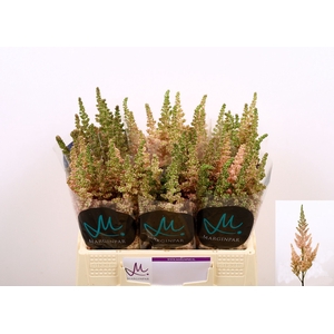 Astilbe Visions Inferno Marginpar