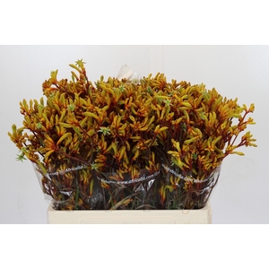 Kangaroo Paw Gold Fever