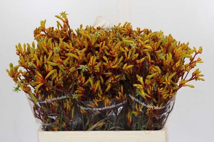 <h4>Anigozanthos Gold Fever</h4>
