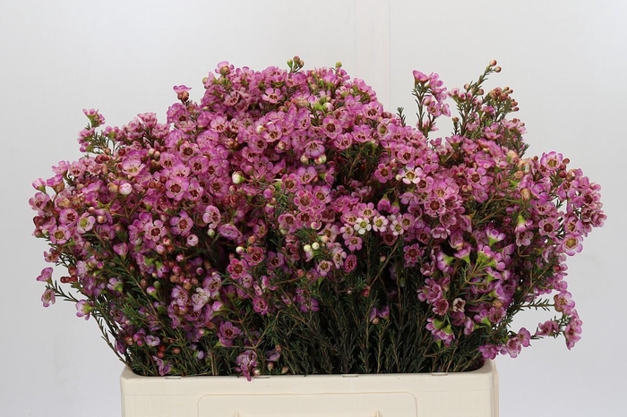 <h4>Chamelaucium Adi</h4>