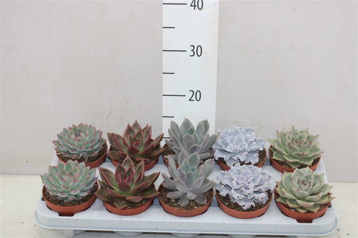 <h4>Echeveria Gemengd Luxe</h4>