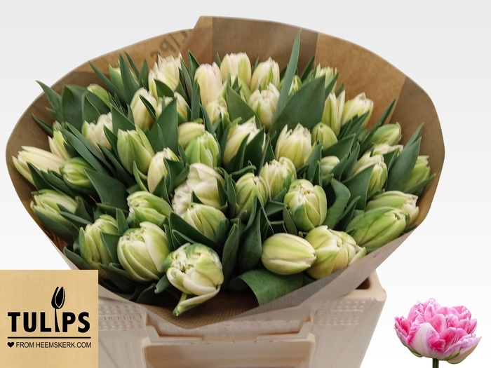 <h4>TU DU FOXTROT</h4>