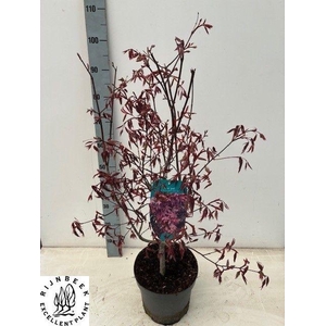 ACER PA ATROPURPUREU