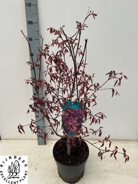<h4>ACER PA ATROPURPUREU</h4>