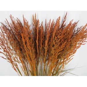Calamagrostis Brachy Oranje