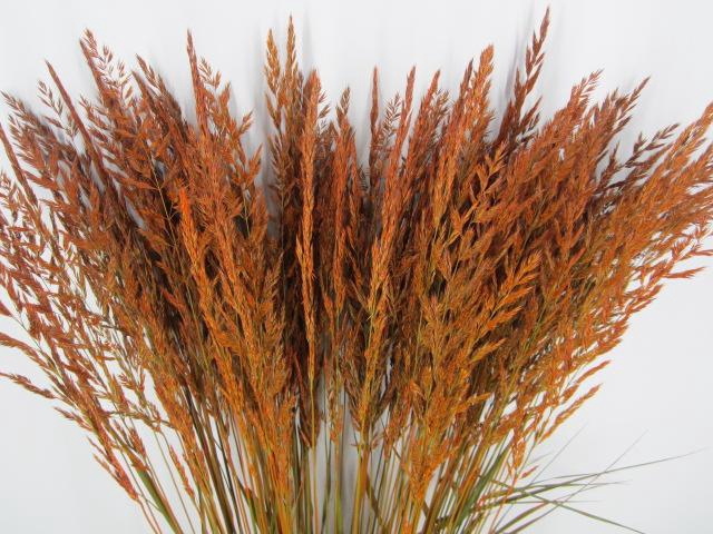 <h4>Calamagrostis Brachy Oranje</h4>