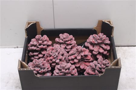 <h4>F-pinea Glitters Kerst Rood</h4>