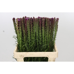 Liatris Spicata
