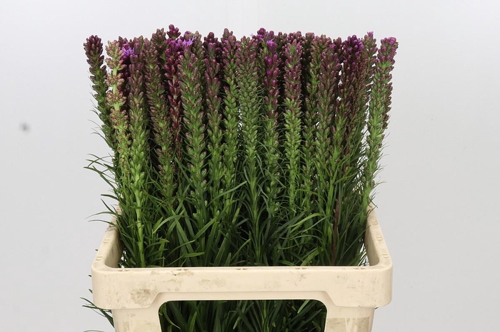 <h4>Liatris Spicata</h4>
