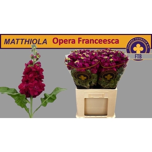 MATTH FRANCESCA