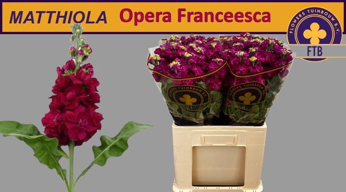 <h4>MATTH FRANCESCA</h4>