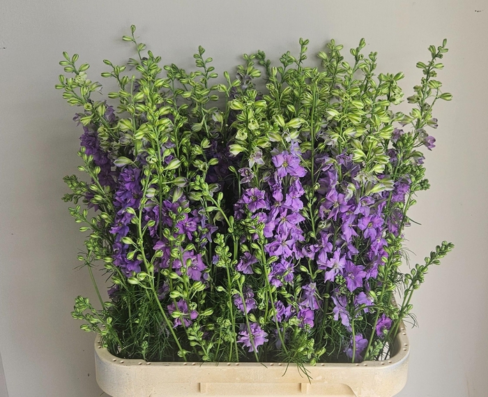 <h4>CONS R Q VIOLE LILAC</h4>