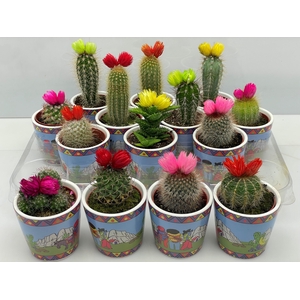 CACTUS VERSIERD