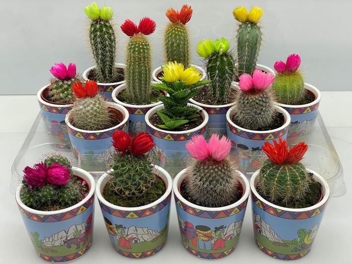 <h4>CACTUS VERSIERD</h4>