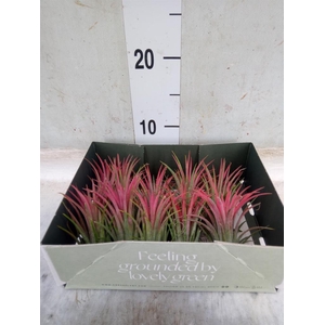 Tillandsia
