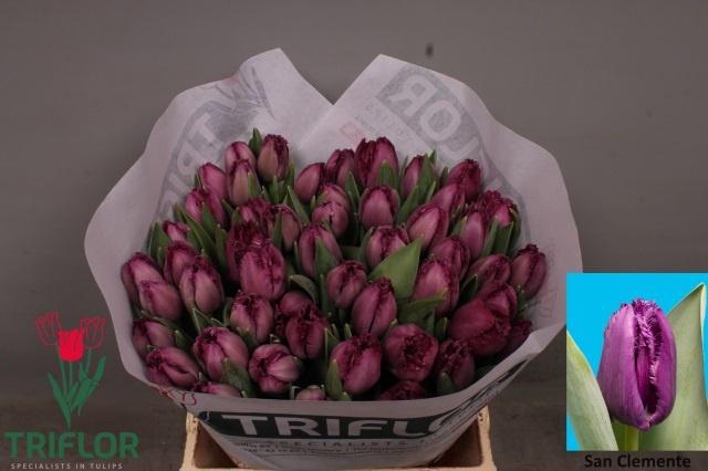 <h4>TU FR SAN CLEMENTE</h4>