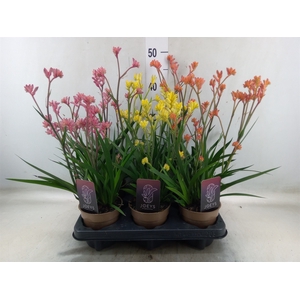 Anigozanthos   ...mix