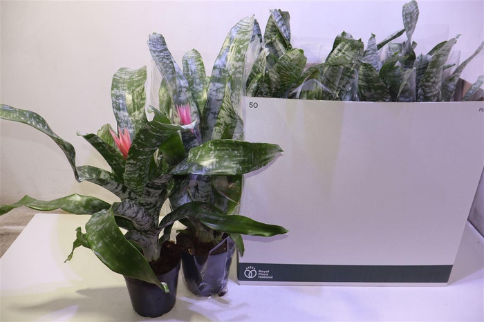 <h4>arr8 Aech Fas Primera</h4>