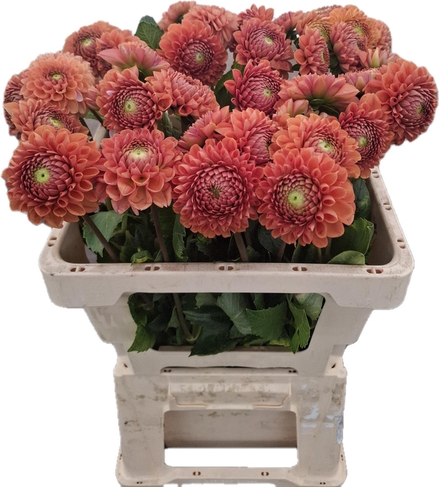 <h4>DAHL CORNEL BRONZE</h4>