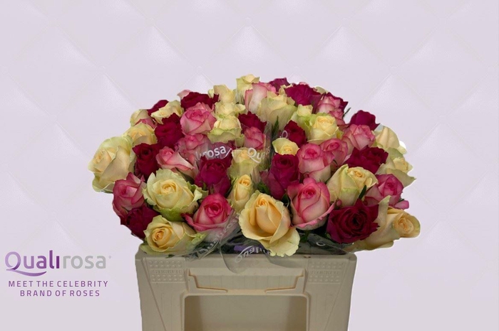 <h4>R Gr Mix Pretty Pink</h4>