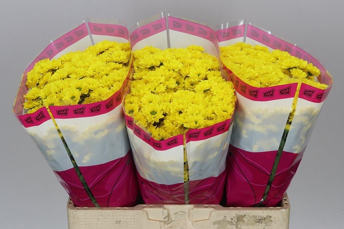 <h4>Sant Skippy</h4>