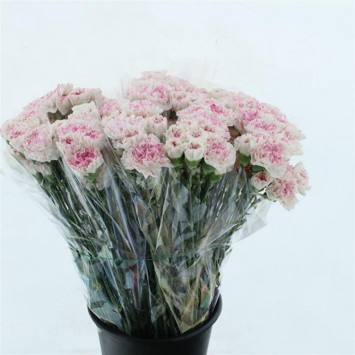 <h4>Di St Yukary Cherry</h4>