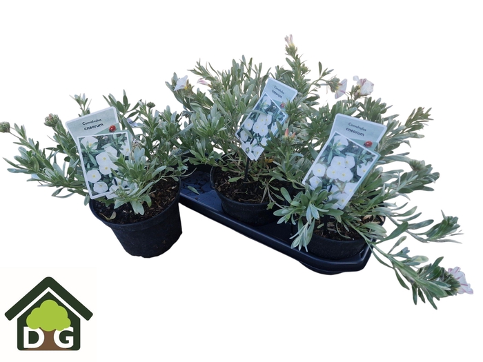 <h4>CONVO CNEORUM</h4>