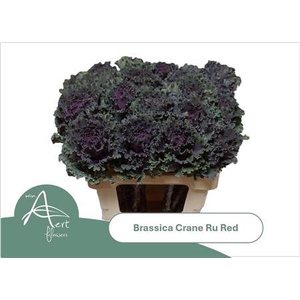 Brassica Crane Ru Red 60cm