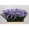 Limonium sinuatum Donau Birds