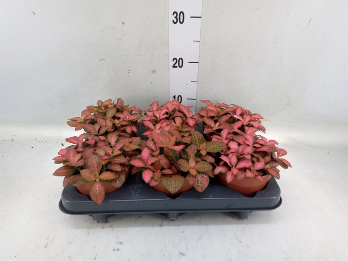 <h4>Fittonia verschaf. 'Forest Flame'</h4>